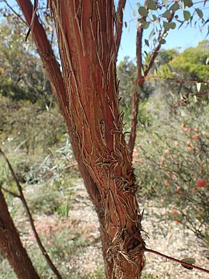 Eucalyptus websteriana bark