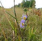 Eurybia hemispherica Tennessee