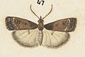 Fig 47 MA I437620 TePapa Plate-XXI-The-butterflies full (cropped)