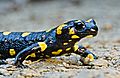 Fire salamander (Salamandra Salamandra)