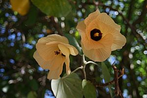 Fleur de pūrau (hibiscus tiliaceus)