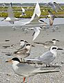 Forster's Tern from the Crossley ID Guide Britain and Ireland