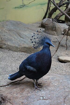 Free Roaming In the Aviary of Toledo Zoo