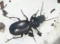 GT Pterostichus cf madidus Carabid Ground Beetle