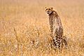 Gepard-Serengeti