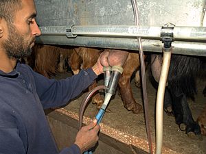 Goat milking on an organic farm in Israel