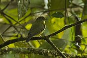 Green Manakin fem - South Ecuador S4E1153 (16638948837).jpg