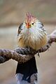 Guira Cuckoo (Guira guira) -Isle of Wight-8