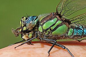 Hairy dragonfly (Brachytron pratense) male close up