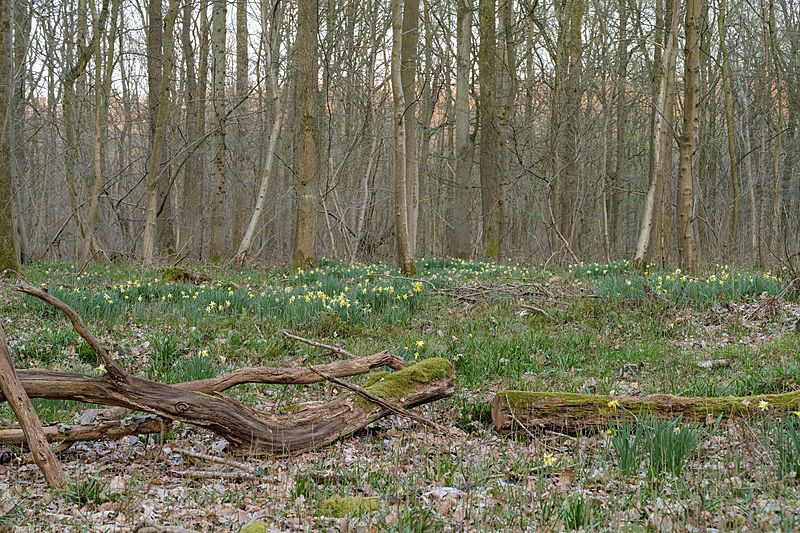 Hallerbos (DSC 2258)