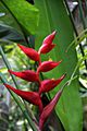 Heliconia bourgaeana Petersen - flower view 01