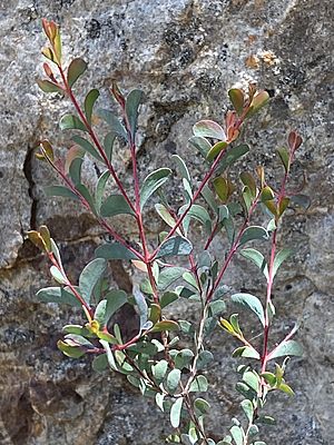 Homoranthus zeteticorum foliage