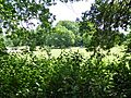 Hoxne Brick Pit 3