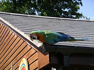 Hybrid Ara macaw -Tropical Birdland -Leicestershire-3July07.jpg
