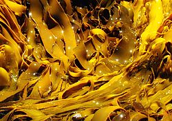 Kelp In Freycinet Tasmania