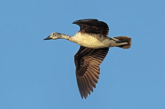 Knob-billed duck (Sarkidiornis melanotos) female in flight Jojawar