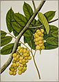 Lansium Domesticum - 40 drawings of plants at Bencoolen, Sumatra (c.1824) - BL NHD 48-19