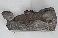 Leaellynasaura-amicagraphica-dinosaur-skull-p-185990-1330079-large