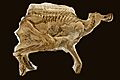 Leonardo mummified brachylophosaurus