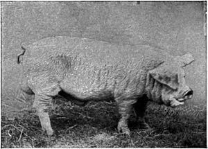 Lincolnshire Curly Coat boar, from Morrison 1928