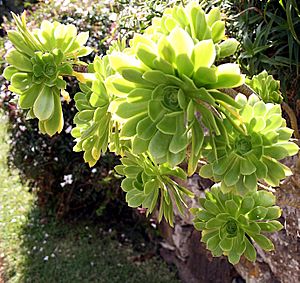 Madeira, Palheiro Gardens - Aeonium arboreum (Marokko) IMG 2310.JPG