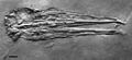 Masillastega rectirostris holotype sp140b