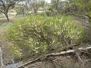 Melaleuca acuminata (habit).JPG