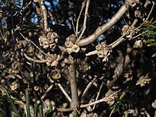 Melaleuca seriata (fruits)