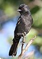 Melaniparus niger xanthostomus, Marakele NP, South Africa 4