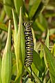 Monarch Butterfly Danaus plexippus Vertical Caterpillar 2000px