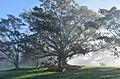 Moreton Bay fig tree