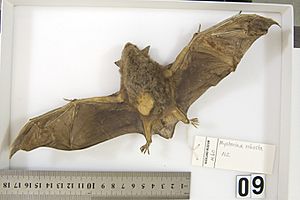 Mystacina robusta specimen from Auckland Museum.jpg