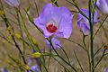 Native hibiscus Alyogyne hakeifolia - 49103753056