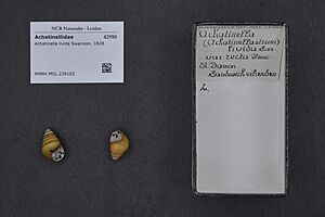 Naturalis Biodiversity Center - RMNH.MOL.239103 - Achatinella livida Swainson, 1828 - Achatinellidae - Mollusc shell
