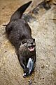 Oriental small-clawed otter - Adelaide Zoo