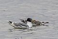 Pallas's gull (Larus ichthyaetus) adult with juvenile Danube delta