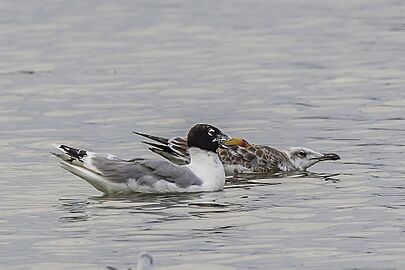 Pallas's gull (Larus ichthyaetus) adult with juvenile Danube delta