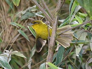 Parodi's Hemispingus (Hemispingus parodii).jpg