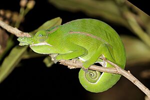 Petter's chameleon (Furcifer petteri) male Montagne d’Ambre.jpg