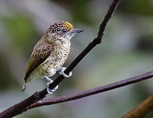 Picumnus aurifrons - Bar-breasted Piculet (male), Careiro da Várzea Amazonas, Brazil.jpg