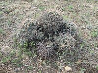 Pima Pineapple Cactus Cluster Sahuarita Arizona 2014