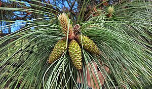 Pinus ponderosa subsp benthamiana, Downieville, California 1