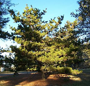 Pinus pungens.jpg
