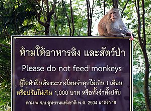 Please do not feed monkeys Koh Chang