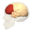 Prefrontal cortex (left) - lateral view