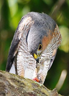Puerto Rican Sharp-shinned Hawk sitting on branch with head down eating