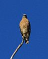 A red and tawny colored bird of prey sitting on a solitary stick