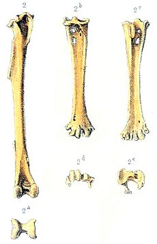 Rodrigues owl leg bones