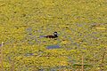 Ruddy duck in a pond at 100 Mile House (7959707550)