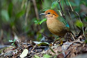 Rusty-naped Pitta 0A2A7474